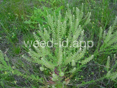 pepperweed, field